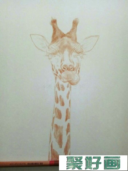 可爱逼真长颈鹿彩铅画手绘教程图片 长颈鹿彩铅怎么画 长颈鹿的画法_www.youyix.com