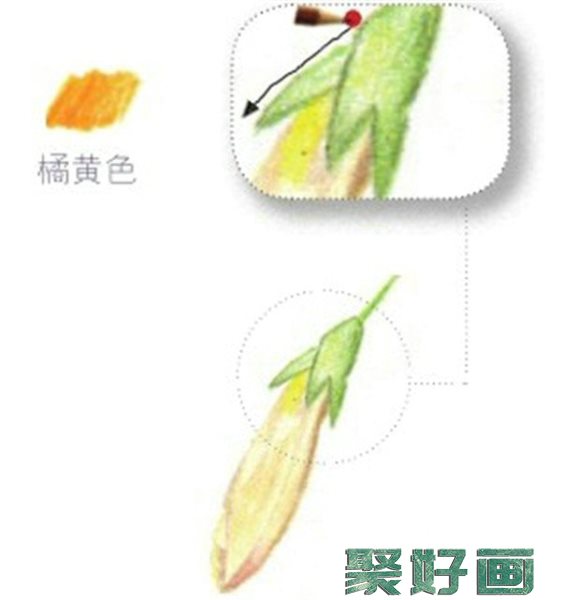 彩铅牵牛花花萼颜色