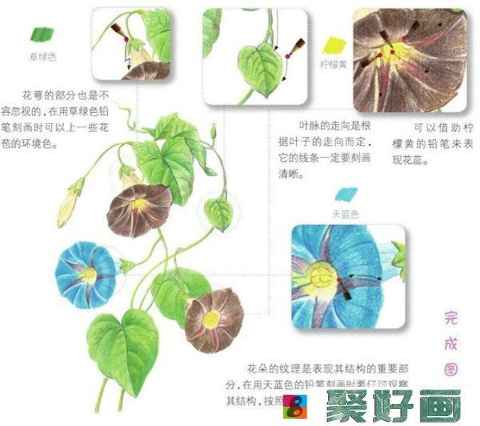 彩铅牵牛花绘画