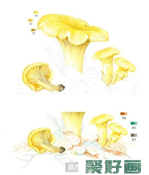 怎么画鸡油菌