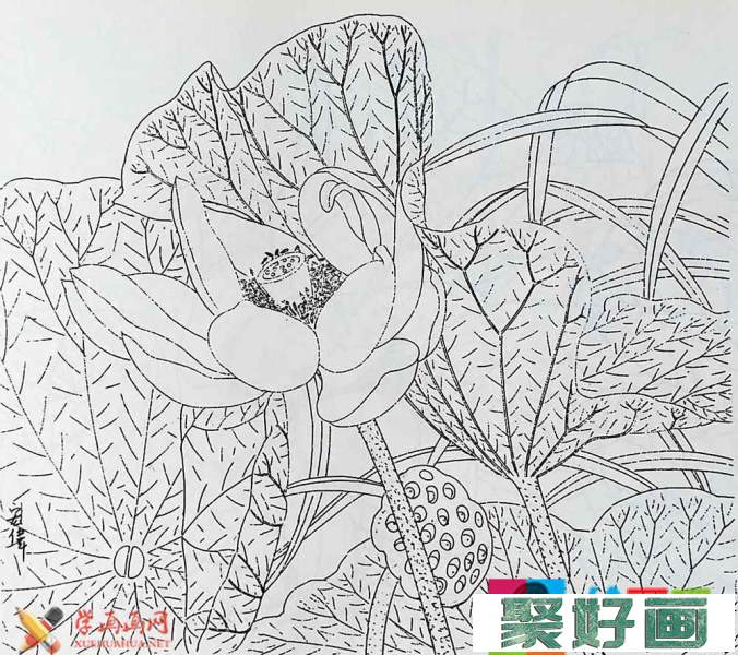 白描花卉大全_白描荷花图片5幅(5)