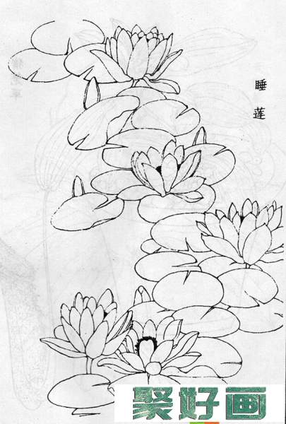 睡莲白描图片(2)