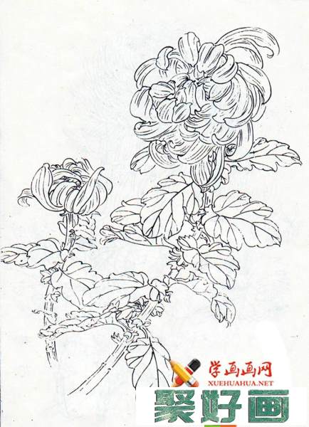 菊花白描图片4幅(3)