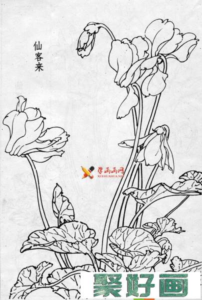 仙客来<a href=../zhonglei/zhongguohua/baimiao/ target=_blank class=infotextkey><a href=../zhonglei/zhongguohua/baimiao/ target=_blank class=infotextkey>白描</a></a>图片3幅(1)