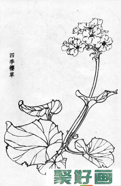 白描花卉图片20幅(3)