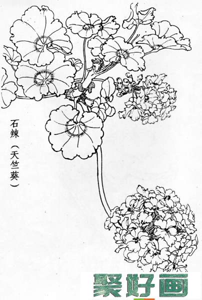 白描花卉图片20幅(4)