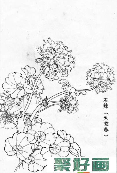 白描花卉图片20幅(5)