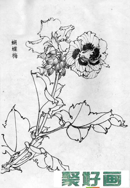 白描花卉图片20幅(6)