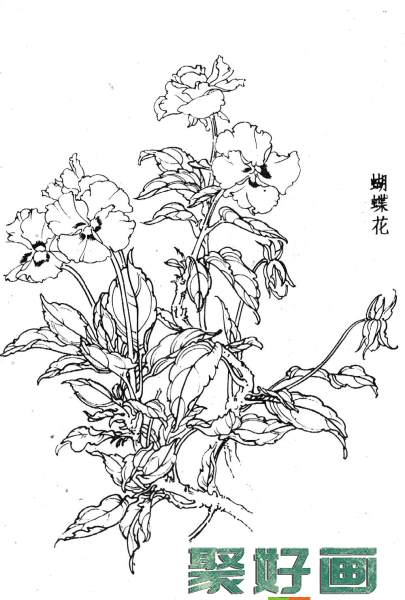 白描花卉图片20幅(7)