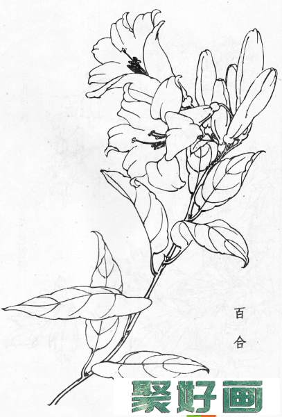 白描花卉图片20幅(9)