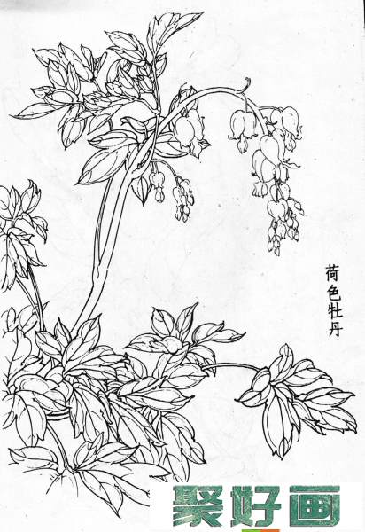 白描花卉图片20幅(10)