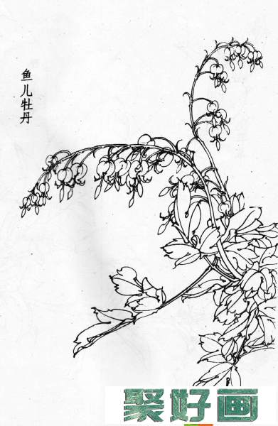 白描花卉图片20幅(11)