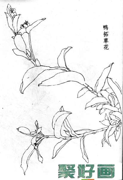 白描花卉图片20幅(12)