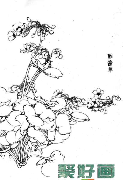 白描花卉图片20幅(14)