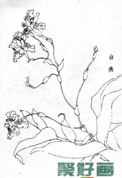 白描花卉图片20幅(16)