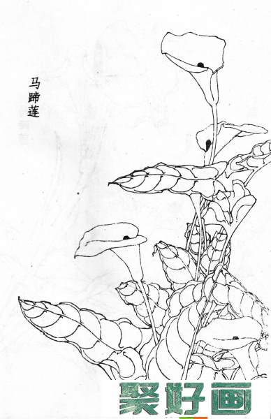 白描花卉图片20幅(17)