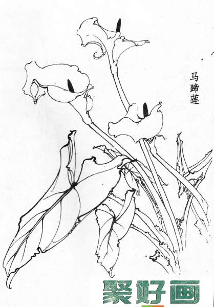 白描花卉图片20幅(19)