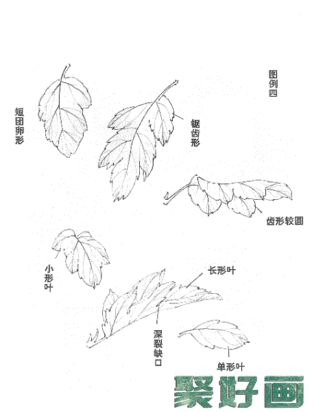 国画菊花的画法和步骤