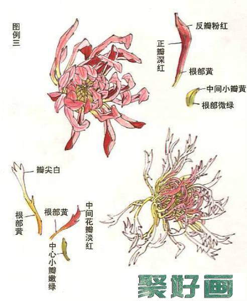 国画菊花的画法和步骤