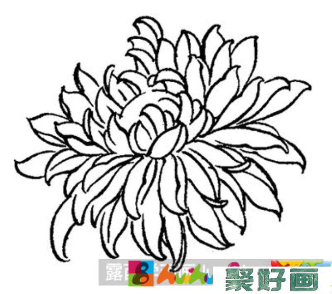 国画教程-怎么绘制白描菊花