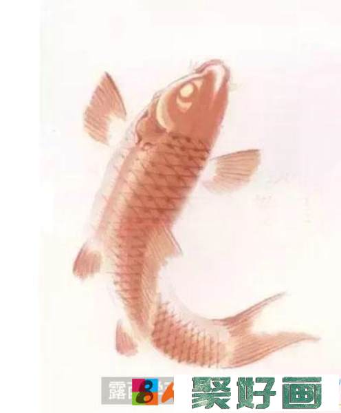 怎么绘制红色鲤鱼