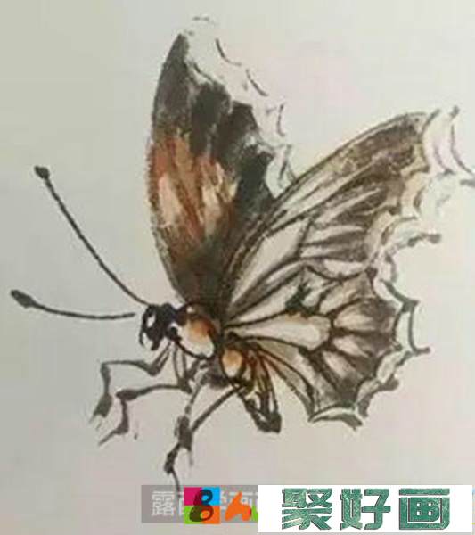 国画教程：怎么画蝴蝶