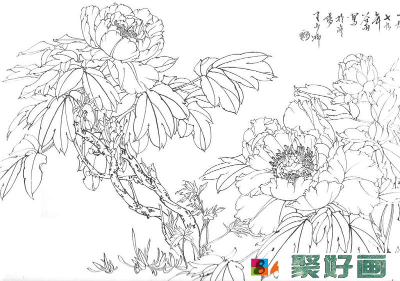 王少卿的<a href=../zhonglei/zhongguohua/baimiao/ target=_blank class=infotextkey>白描</a>牡丹