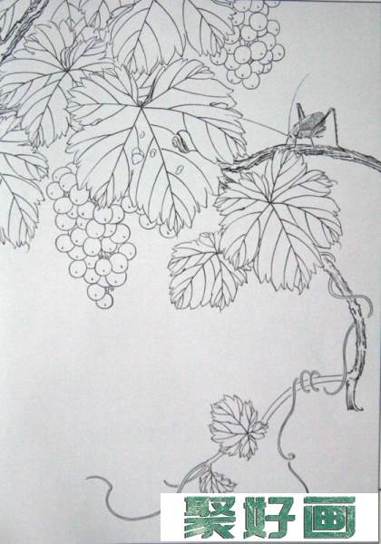 工笔线描稿之葡萄