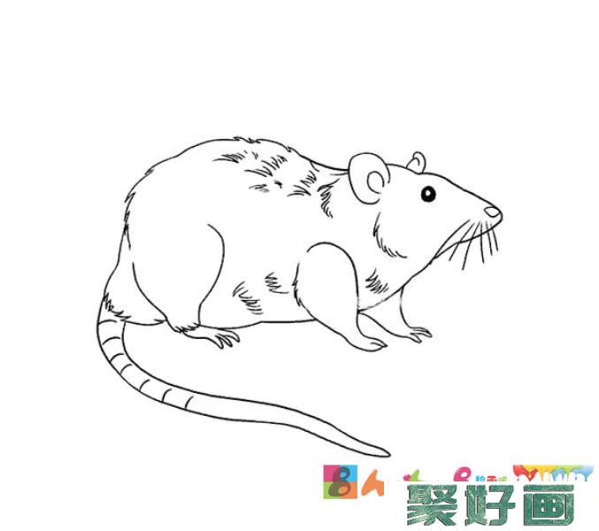 可恶的老鼠简笔画1