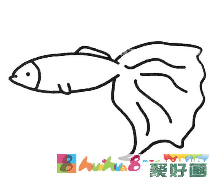 孔雀鱼简笔画图片3