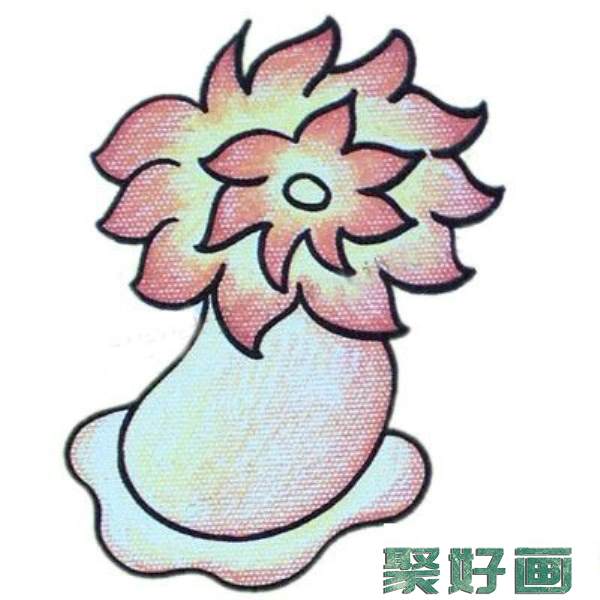 海葵简笔画彩色图片