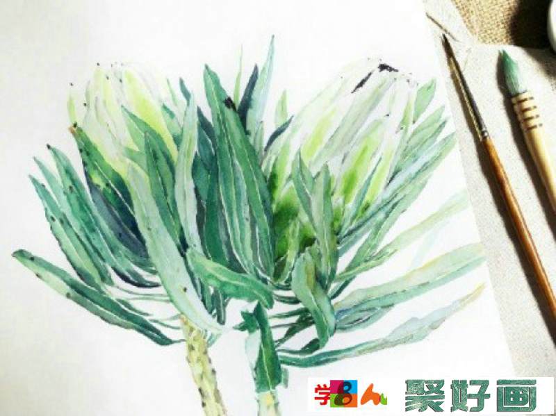 霸王花水彩画图片 霸王花水彩手绘教程 霸王花怎么画 霸王花画法_www.youyix.com