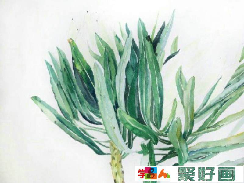 霸王花水彩画图片 霸王花水彩手绘教程 霸王花怎么画 霸王花画法_www.youyix.com