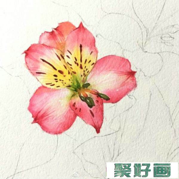 六出花智利百合水彩画手绘教程图片 六出花水彩画怎么画 六出花的画法_www.youyix.com