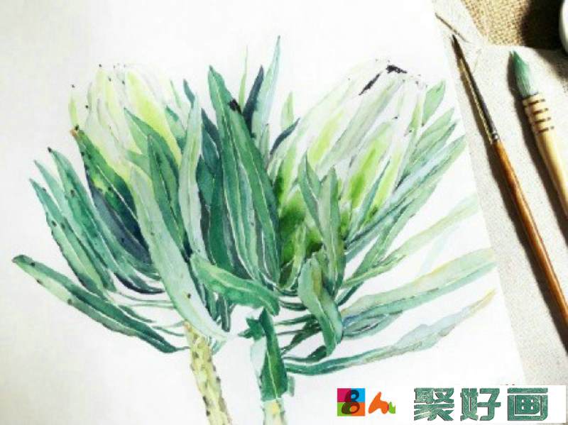 霸王花水彩画图片 霸王花水彩手绘教程 霸王花怎么画 霸王花画法_www.youyix.com