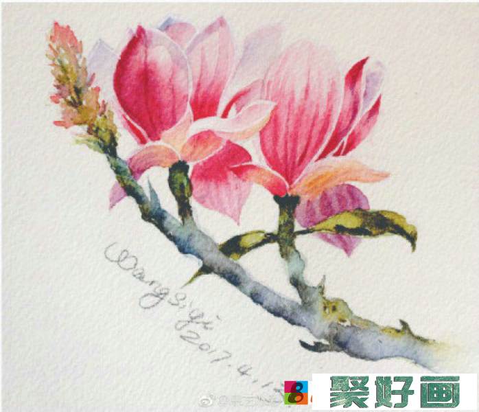 玉兰花水彩上色教程图片 玉兰花水彩画怎么画 玉兰花水彩画的画法_www.youyix.com