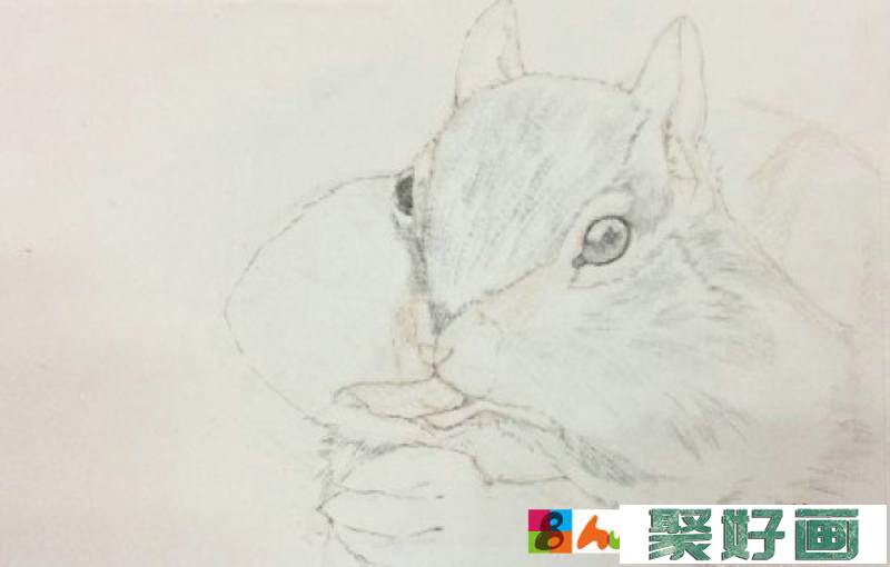 可爱贪吃的小松鼠水彩画图片 松鼠水彩手绘教程 松鼠的画法 怎么画_www.youyix.com