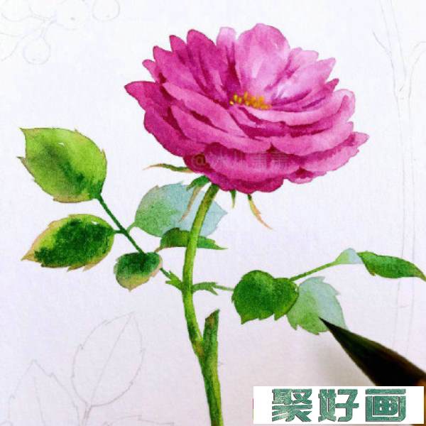 月季水彩画手绘教程图片 月季水彩画画法 月季花的水彩画怎么画_www.youyix.com