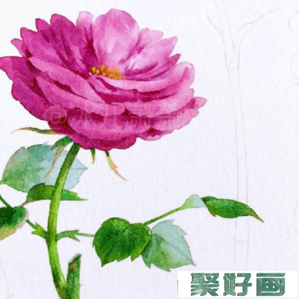 月季水彩画手绘教程图片 月季水彩画画法 月季花的水彩画怎么画_www.youyix.com