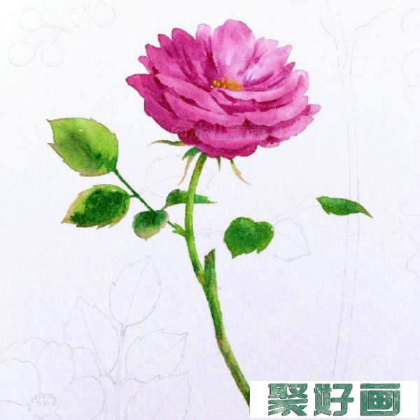 月季水彩画手绘教程图片 月季水彩画画法 月季花的水彩画怎么画_www.youyix.com