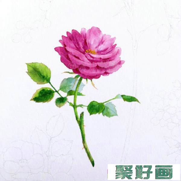 月季水彩画手绘教程图片 月季水彩画画法 月季花的水彩画怎么画_www.youyix.com