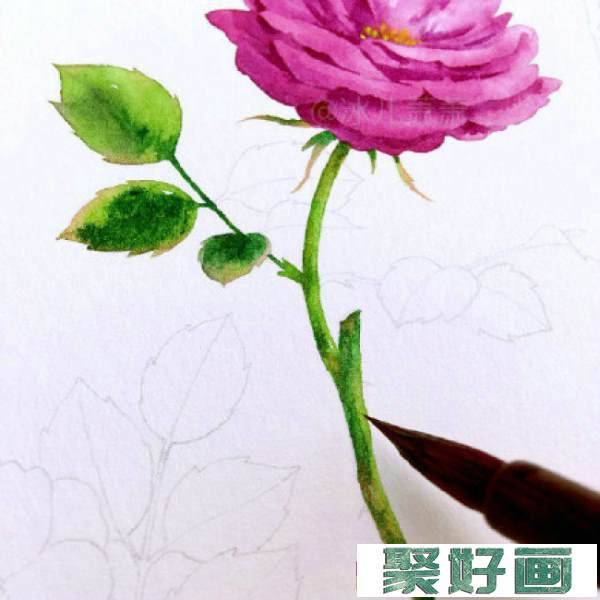 月季水彩画手绘教程图片 月季水彩画画法 月季花的水彩画怎么画_www.youyix.com