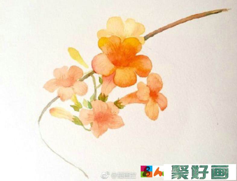 凌霄花水彩画图片 凌霄花手绘教程 凌霄花水彩怎么画 凌霄花的画法_www.youyix.com