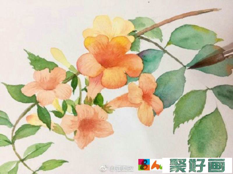 凌霄花水彩画图片 凌霄花手绘教程 凌霄花水彩怎么画 凌霄花的画法_www.youyix.com