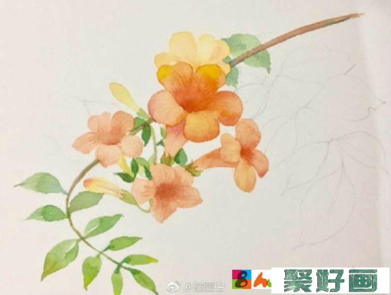 凌霄花水彩画图片 凌霄花手绘教程 凌霄花水彩怎么画 凌霄花的画法_www.youyix.com