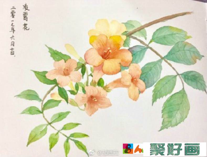 凌霄花水彩画图片 凌霄花手绘教程 凌霄花水彩怎么画 凌霄花的画法_www.youyix.com