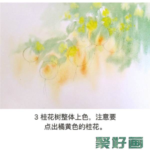 水彩画树教程：桂花树的水彩画画法教学