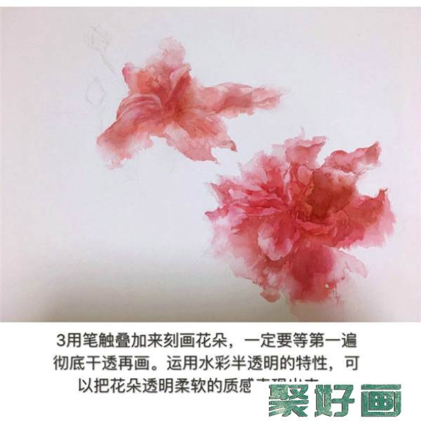 怎么画扶桑花?扶桑花水彩画教程