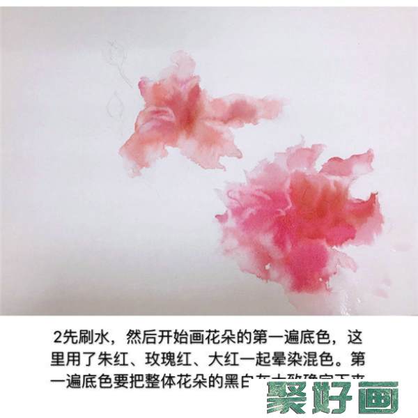 怎么画扶桑花?扶桑花水彩画教程