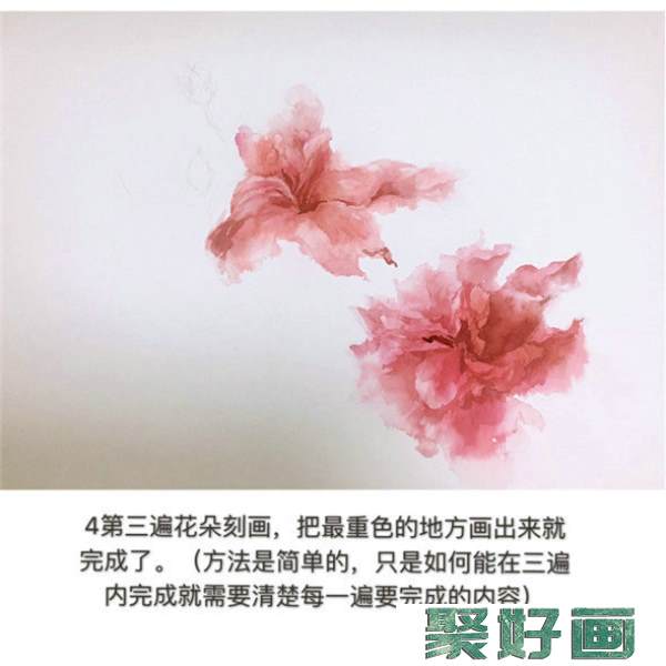 怎么画扶桑花?扶桑花水彩画教程